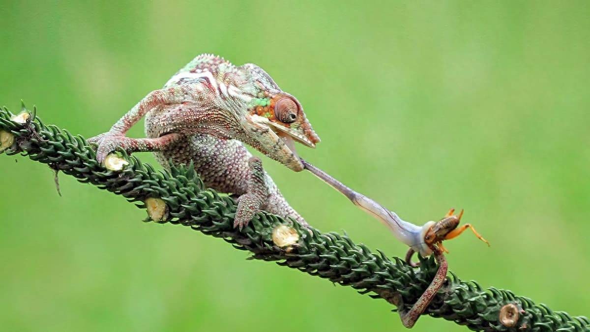 Cơ lưỡi 'đẩy ra' của tắc kè hoa mở ra kỷ nguyên công nghệ Hình ảnh minh họa cơ lưỡi tắc kè hoa