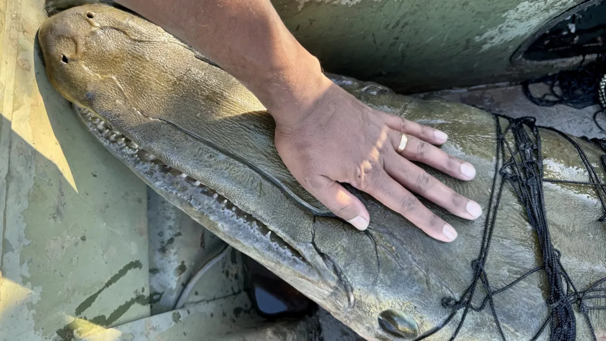 Phát hiện 'hóa thạch sống' khổng lồ dưới sông Mississippi Cá sấu mõm dài khổng lồ